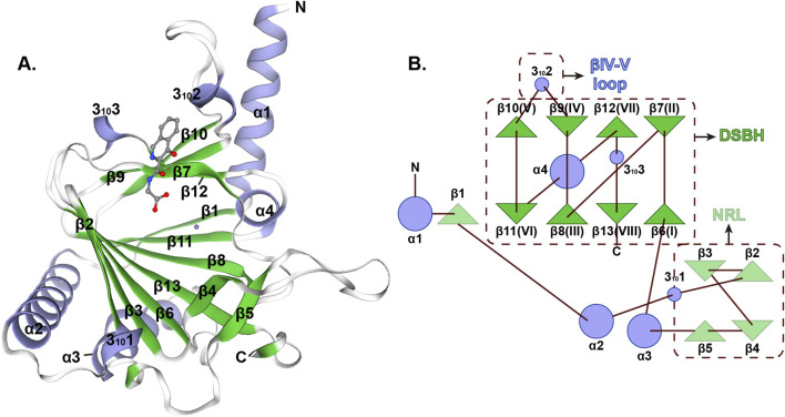 ALKBH5 in development: decoding the multifaceted roles of m<sup>6</sup>A demethylation in biological processes.