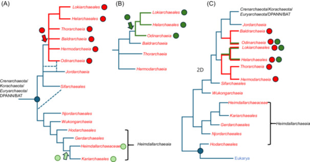 Extensive lateral gene transfer between proto-eukaryotes and <i>Heimdallarchaeia</i> suggests their close association during eukaryogenesis.