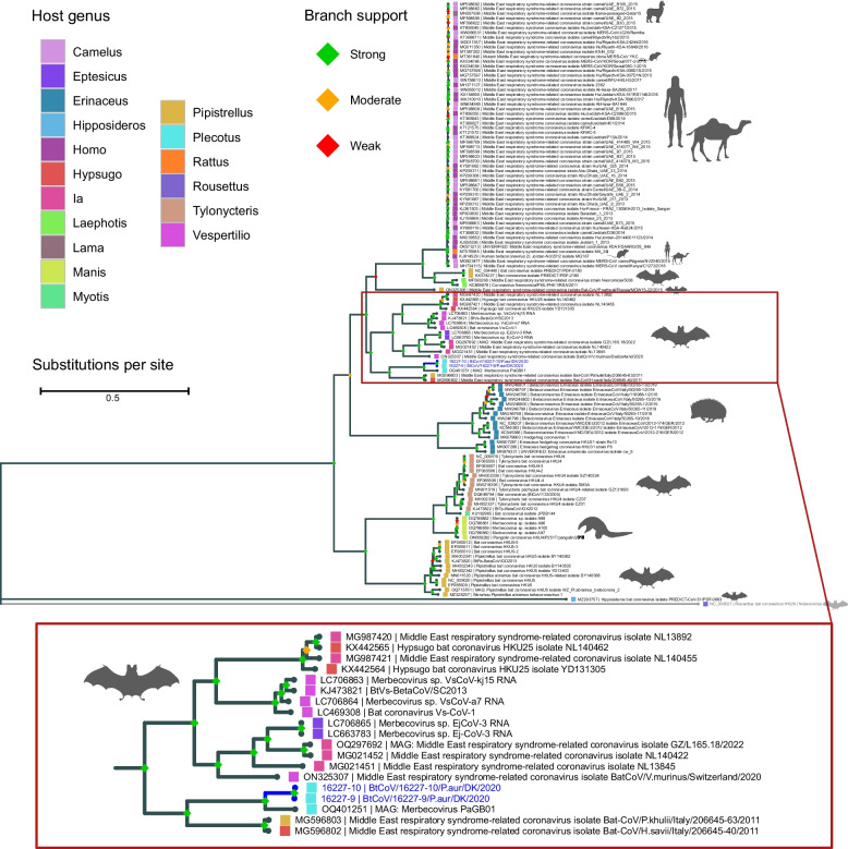 Characterization of a MERS-related betacoronavirus in Danish brown long-eared bats (Plecotus auritus).