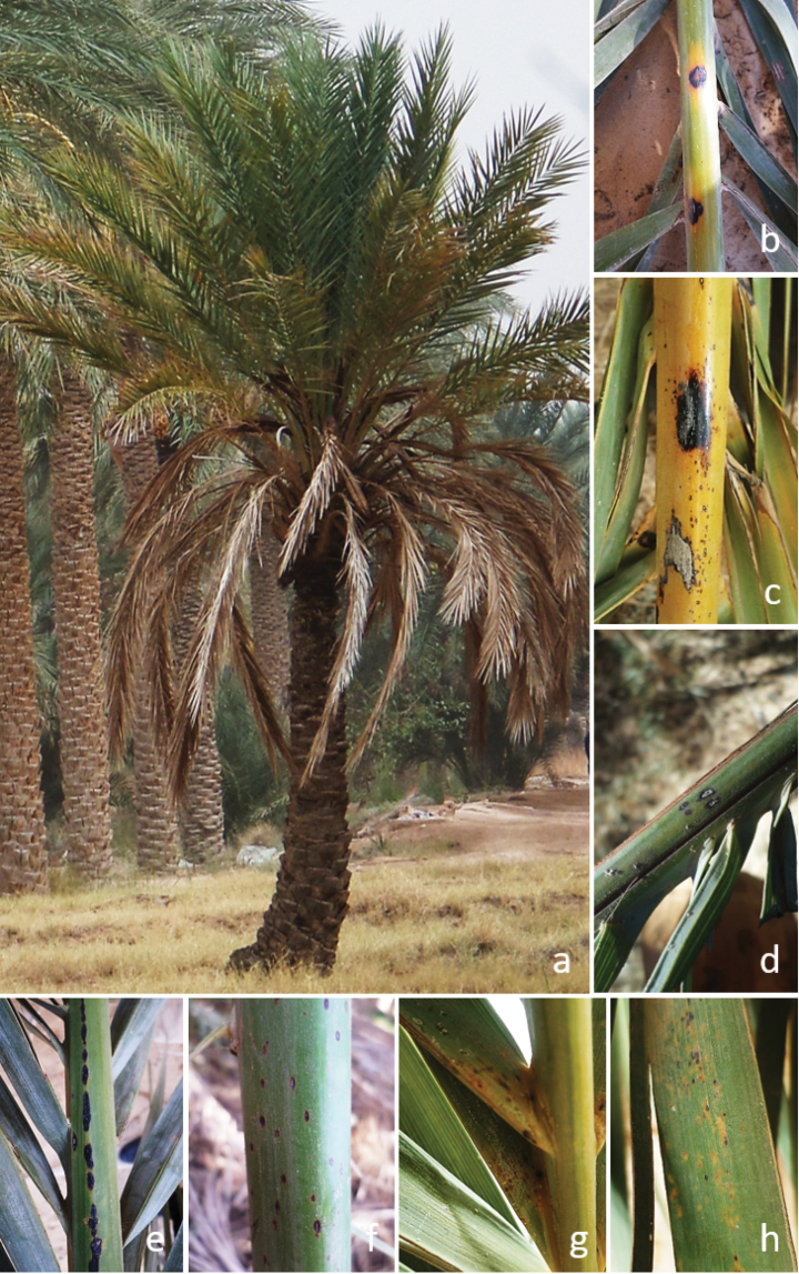 ﻿ <i>Alternariaphoenicis</i> sp. nov. and <i>Alternariaouedrighensis</i> sp. nov. (Pleosporales, Pleosporaceae): Two new species associated with leaf spot and blight diseases of date palm (<i>Phoenixdactylifera</i> L.).