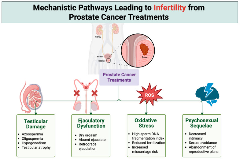 Prostate Cancer Treatments and Their Effects on Male Fertility: Mechanisms and Mitigation Strategies.