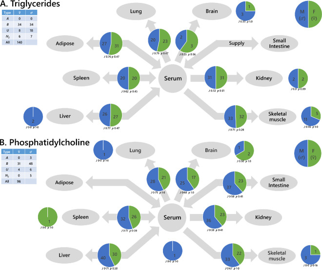 Systemic analyses show that the biosynthesis and spatial distribution of fatty acids, triglycerides and lipids differed in male and female mice and humans.