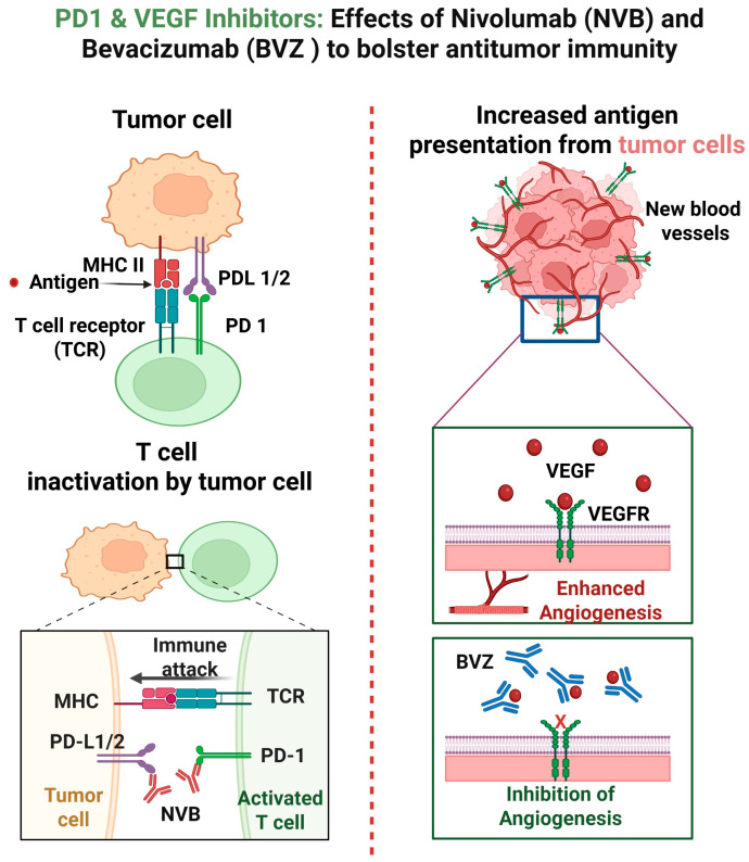 Combining Immune Checkpoint Inhibitors and Anti-Angiogenesis Approaches: Treatment of Advanced Non-Small Cell Lung Cancer.