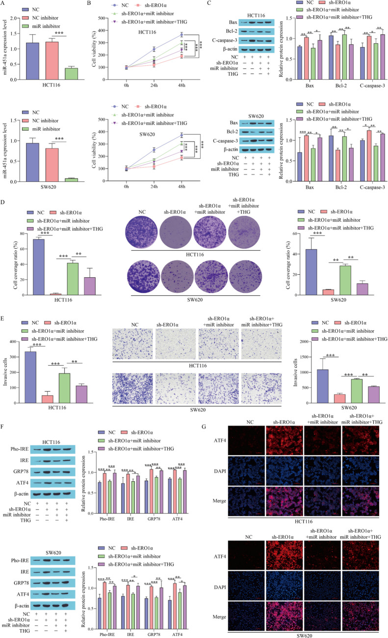 ERO1α regulates colon cancer progression and 5-FU resistance through the miR-451a/ARF1 axis.