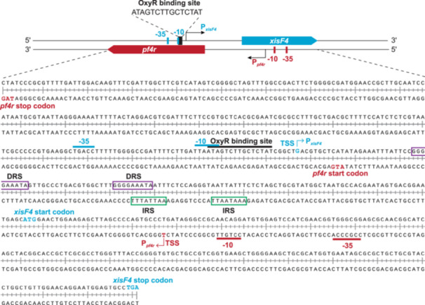 Regulation of filamentous phage Pf4 activation by oxidative stress in <i>Pseudomonas aeruginosa</i>.