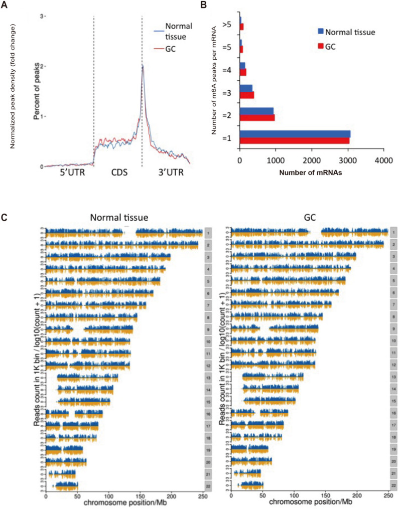 Clinical and prognostic significance of m6A hypomethylation and IGF2BP3 overexpression in gastric cancer: an integrated epigenomic-transcriptomic analysis.