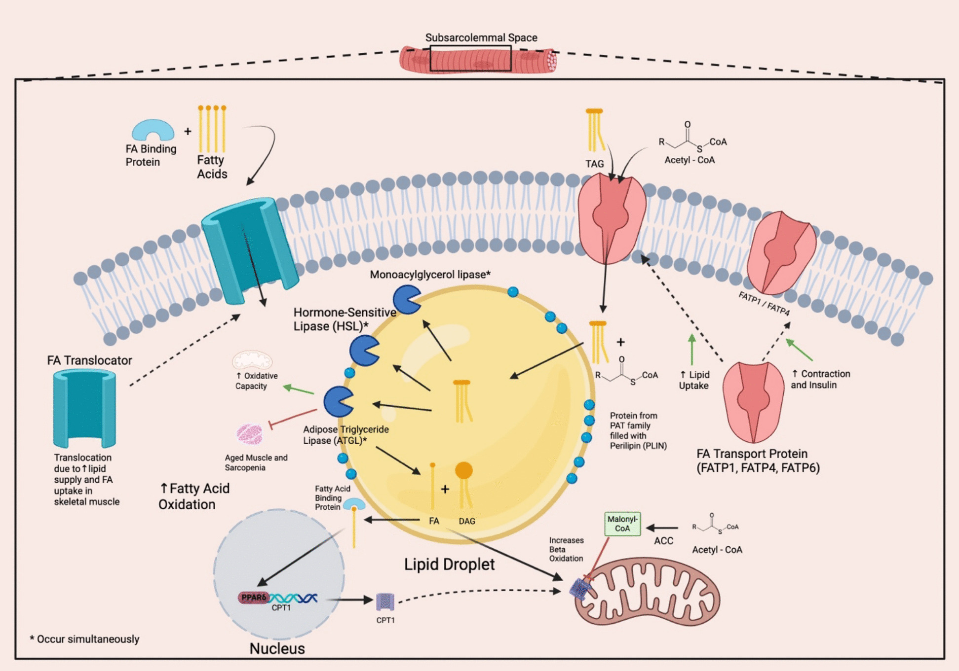 Lipid metabolism in age-related musculoskeletal disorders: insights into sarcopenia and osteoporosis.