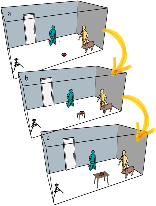 Companion pigs alternate orientation between humans and snout-inaccessible targets.