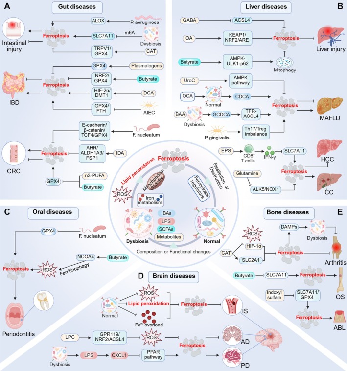 Crosstalk Between Microbiome and Ferroptosis in Diseases: From Mechanism to Therapy.