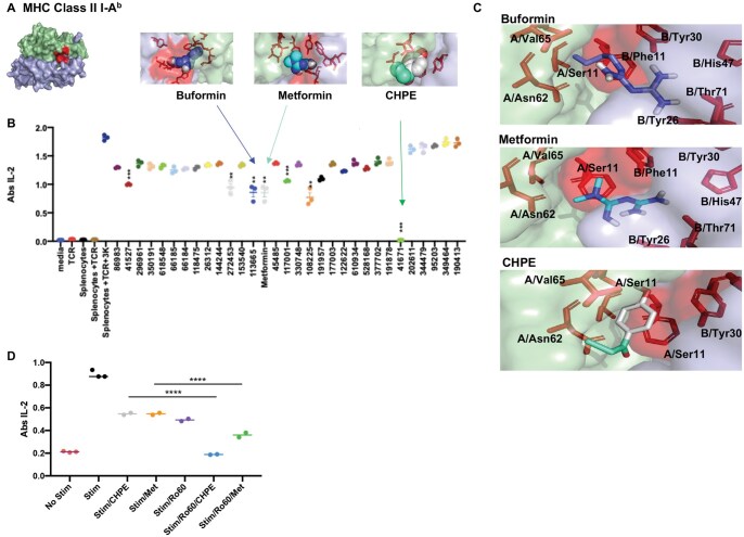 Exploring MHC class II I-Ab blockade as a potential treatment for Sjögren's disease in the mouse model.