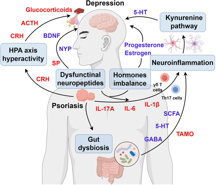 The Skin-Brain Axis in Psoriasis and Depression: Roles of Inflammation, Hormones, Neuroendocrine Pathways, Neuropeptides, and the Microbiome.