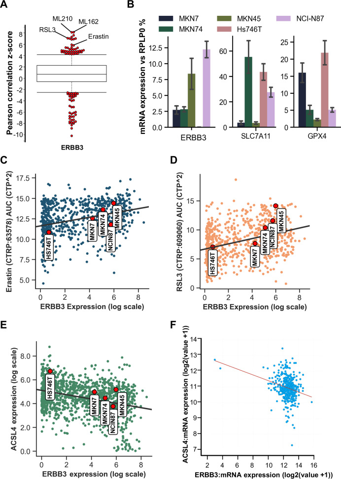 ERBB3 influences the ferroptosis pathway via modulation of lipid peroxidation and GSH synthesis in gastric cancer.