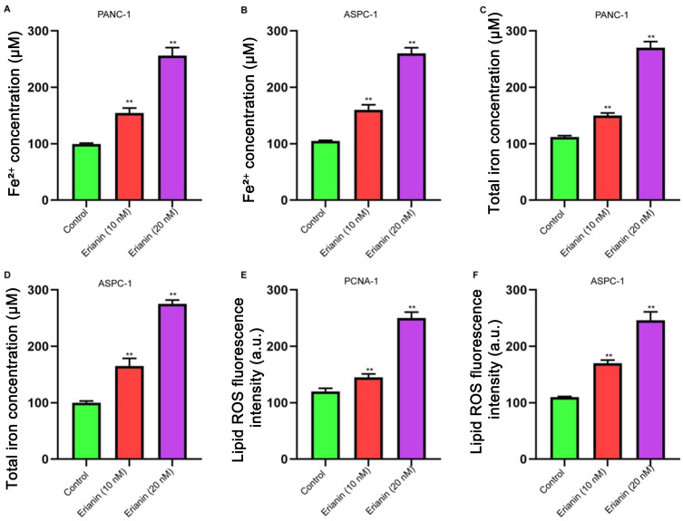 Erianin Suppresses Pancreatic Cancer Progression by Inducing Cell Cycle Arrest and Ferroptosis.