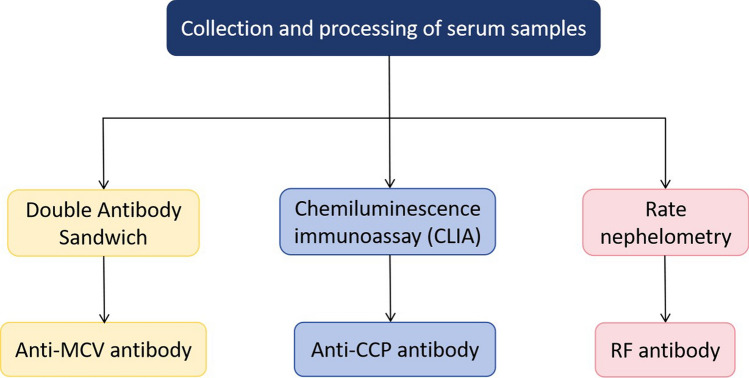 Diagnostic utility and clinical relevance of anti-MCV and anti-CCP antibodies in rheumatoid arthritis.