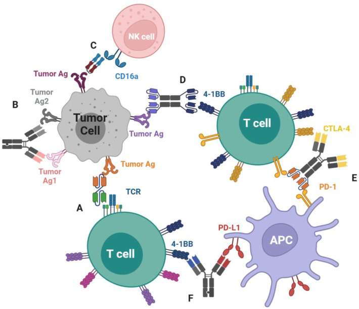 Constructing the cure: engineering the next wave of antibody and cellular immune therapies.