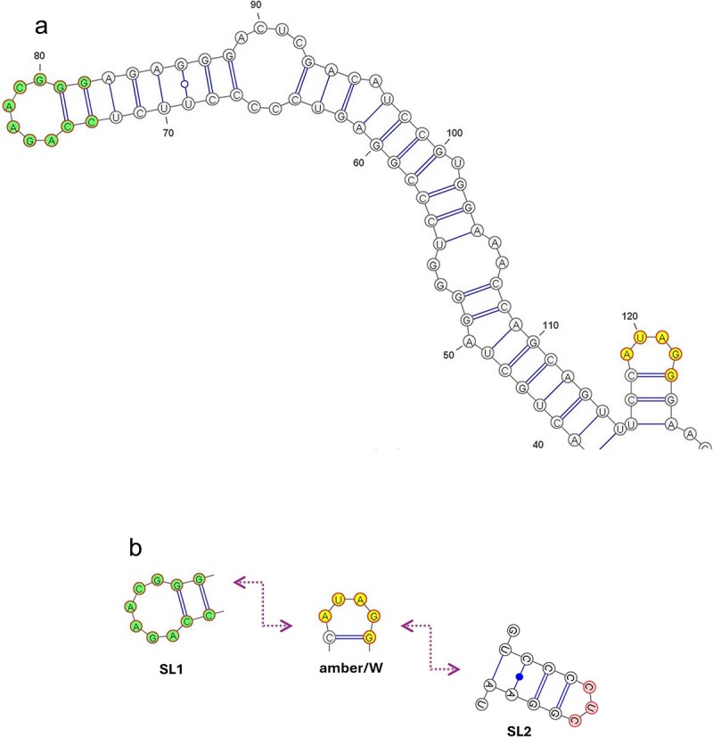 The bioinformatics of the finding that the hepatitis delta virus RNA editing mechanism by a conformational switch exists in genotype 7 in addition to genotype 3.