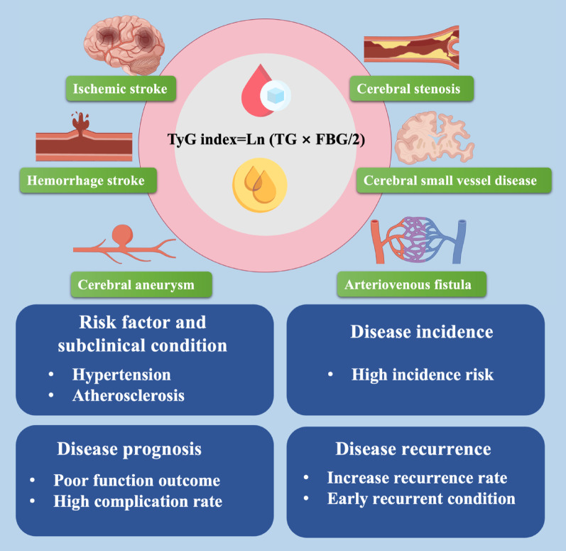 The triglyceride-glucose index: updating evidence from clinical settings to molecular mechanisms in ageing-related cerebrovascular diseases.