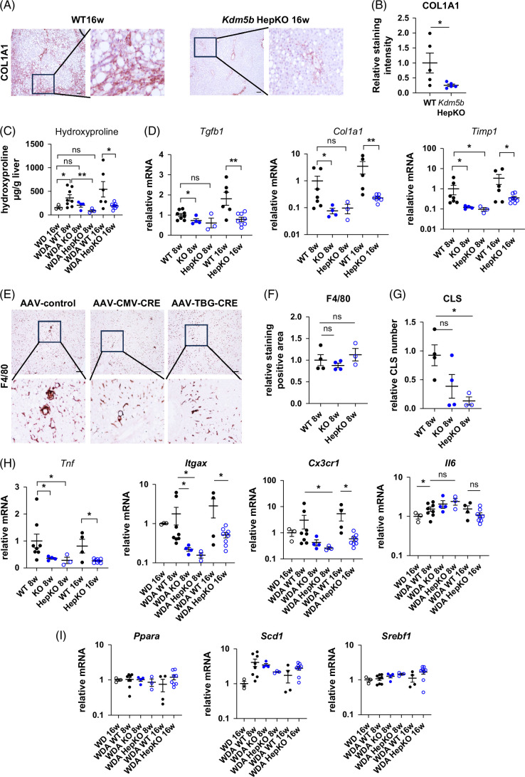 Alcohol-induced KDM5B activation in hepatocytes drives pathogenic cell-cell communication, leading to loss of liver function.