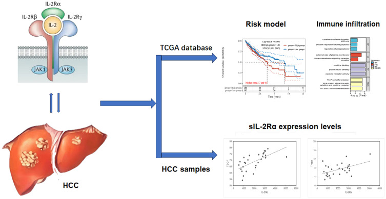 The Predictive Significance of Interleukin-2 Receptor in Patients with Hepatocellular Carcinoma.