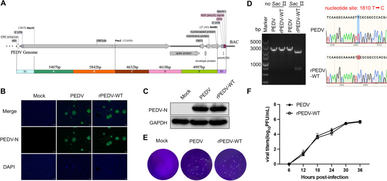 N-glycosylation of the PEDV spike protein modulates viral replication and pathogenicity.