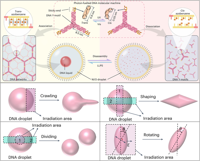 DNA Photofluids: An Innovative Breakthrough in Mimicking Cellular Life Behaviors.