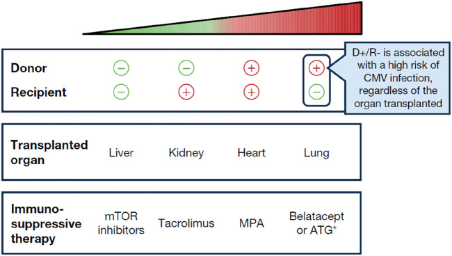 Advancements in Cytomegalovirus Management Among Solid Organ Transplant Recipients: Insights From the ESOT CMV Workshop 2023.