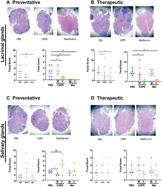 Exploring MHC class II I-Ab blockade as a potential treatment for Sjögren's disease in the mouse model.