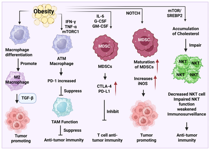 The Role of Obesity in the Regulation of Immunosuppressive Cell Infiltration and Immunosurveillance in Cancers.