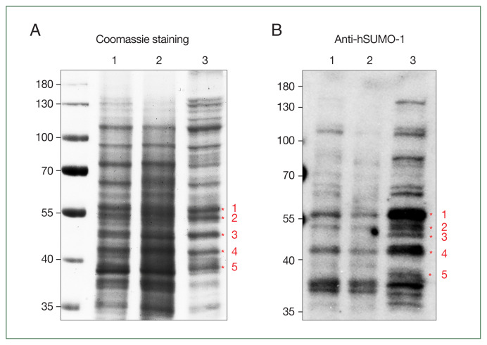 Identification and confirmation of SUMOylation-modified proteins in Giardia trophozoites.