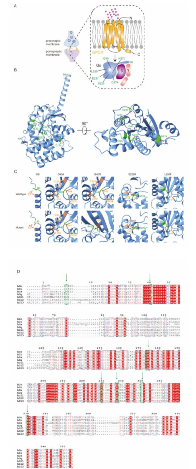 Identification of three novel GNAO1 variants in a Chinese cohort with GNAO1 encephalopathy: expanding the clinical and genetic spectrum.