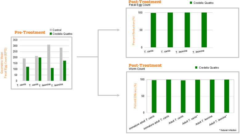 Efficacy of a novel chewable tablet (Credelio Quattro<sup>™</sup>) containing lotilaner, moxidectin, praziquantel, and pyrantel against Toxocara canis and Toxascaris leonina infections in dogs.