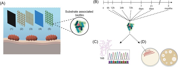 Polymers and immersion time shape bacterial pathogen and antibiotic resistance profiles in aquaculture facilities.