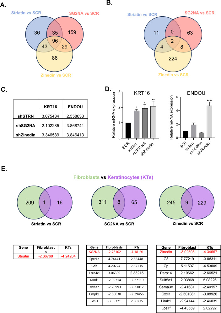 The role of the striatin family proteins in hippo signaling and cellular regulation.