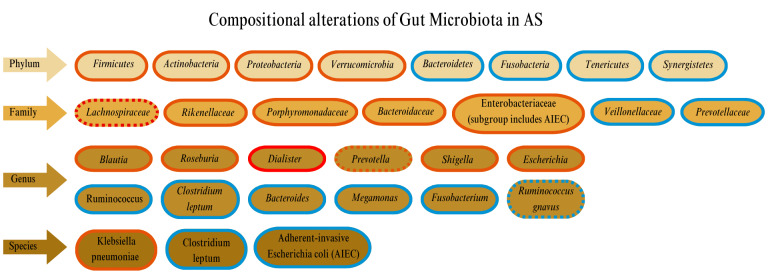Gut microbiota and ankylosing spondylitis: current insights and future challenges.