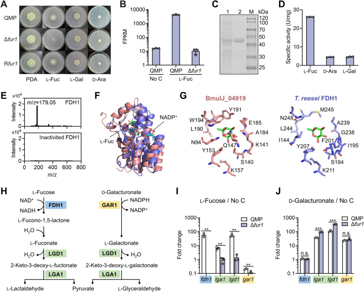 An l-fucose-responsive transcription factor cross-regulates the expression of a diverse array of carbohydrate-active enzymes in Trichoderma reesei.