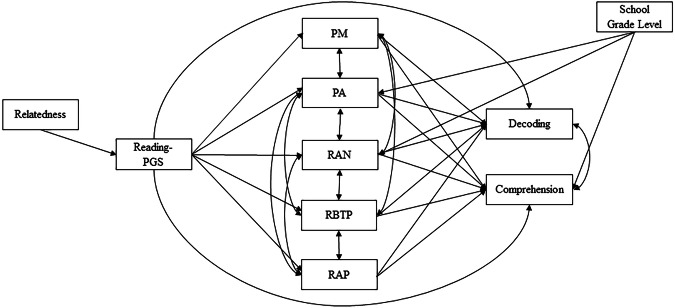 Mediational effects of reading-related intermediate phenotypes from polygenic scores to reading skills.