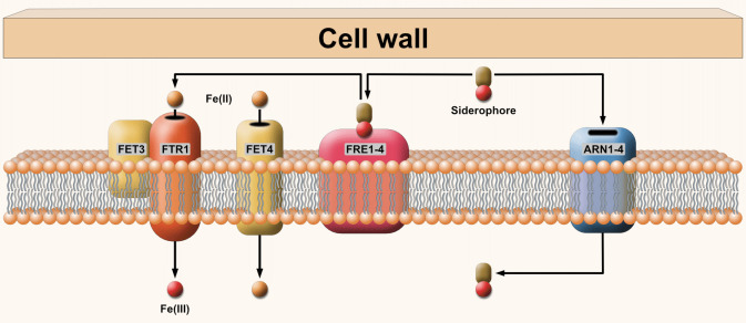 Role of the putative <i>sit1</i> gene in normal germination of spores and virulence of the <i>Mucor lusitanicus</i>.