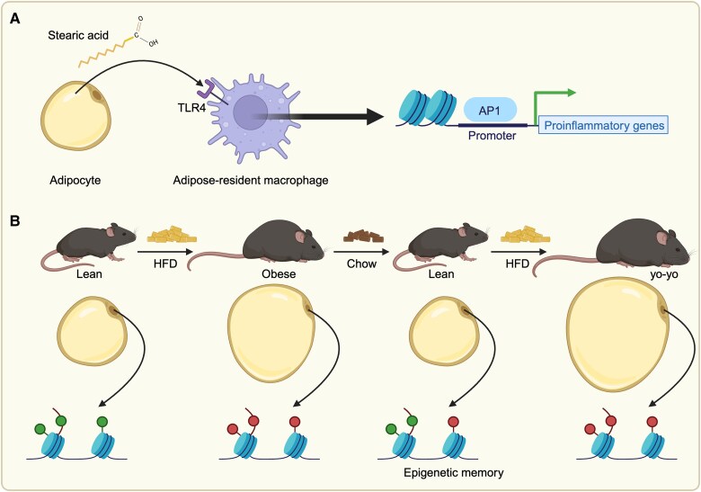 Epigenetic Changes Associated With Obesity-related Metabolic Comorbidities.