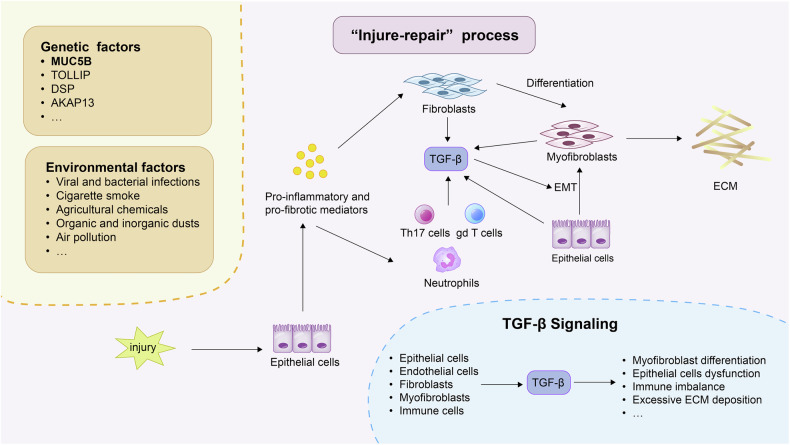 Metabolic dysregulation in pulmonary fibrosis: insights into amino acid contributions and therapeutic potential.