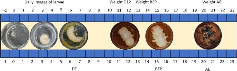 Friend or foe? Concentration of a commensal microbe induces distinct responses in developing honey bees exposed to field-realistic pesticide concentrations.
