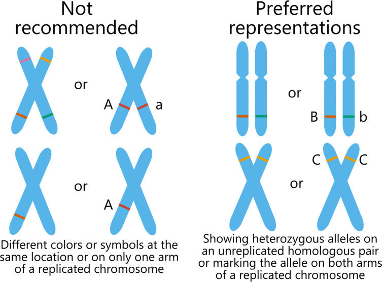 Misshaped chromosomes, mismatched chromatids, and missized genes: easy edits may help mitigate misconceptions commonly represented in published scientific figures.