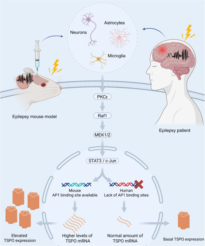 Refining seizure foci localization: the potential of TSPO-PET.