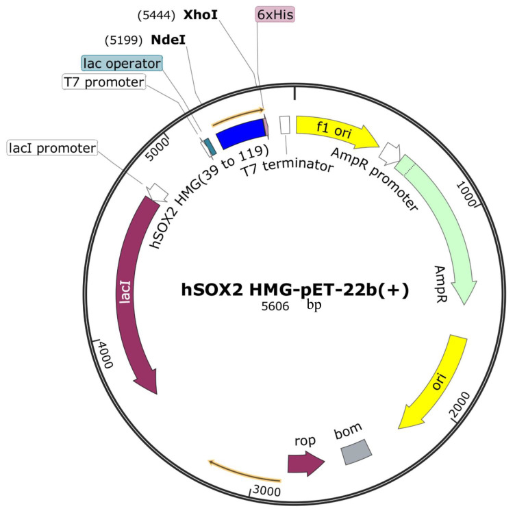 Prokaryotic Expression and Purification of the hSox2-HMG Domain.