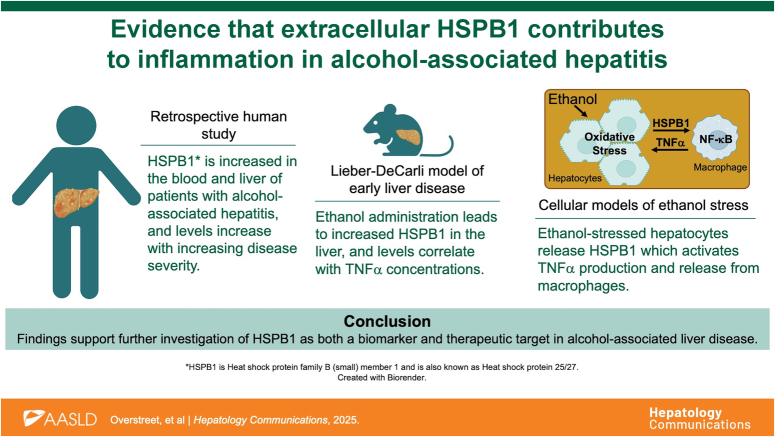 Evidence that extracellular HSPB1 contributes to inflammation in alcohol-associated hepatitis.