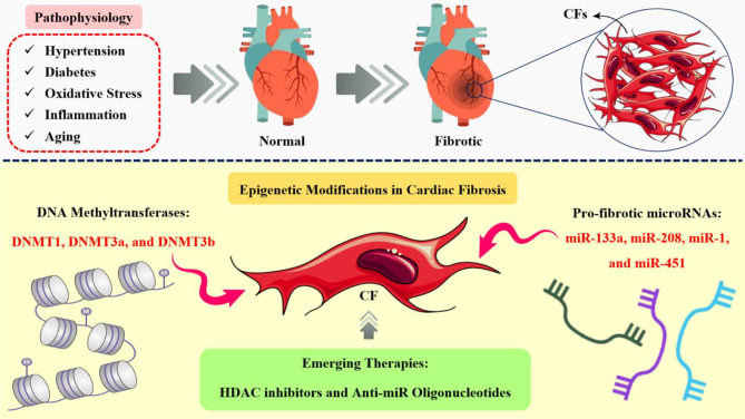 Revolutionizing cardiac fibrosis treatment: the potential of personalized CAR T-cell therapy.