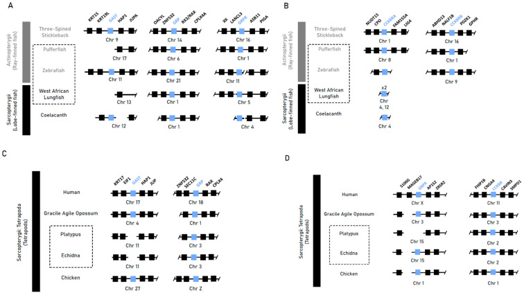 Evolution of the Jawed Vertebrate (Gnathostomata) Stomach Through Gene Repertoire Loss: Findings from Agastric Species.
