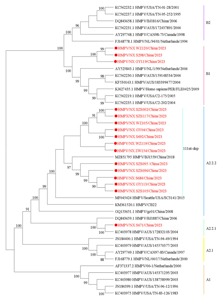 Epidemiology and Genetic Diversity of Human Metapneumovirus in Patients with Severe Acute Respiratory Infection from 2023 to 2024 in Ningxia, China.