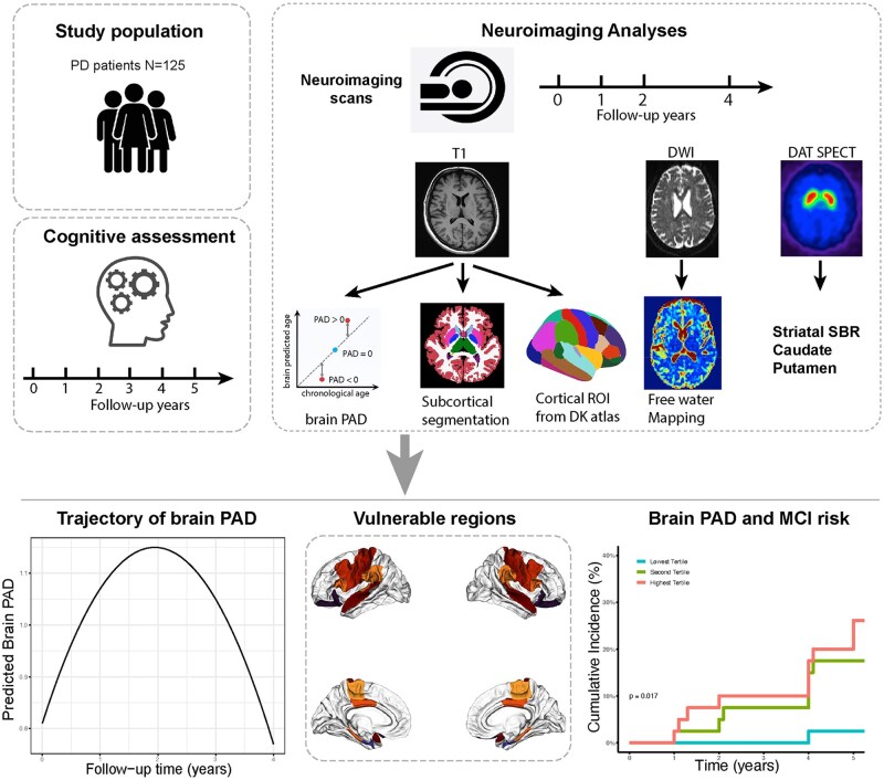 Advanced brain aging, selective vulnerability in gray matter, and cognition in Parkinson's disease.