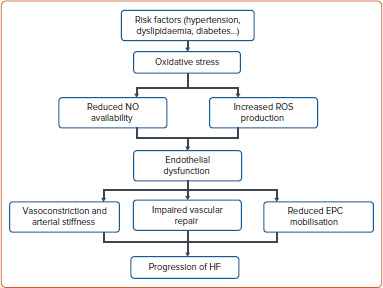 Addressing Endothelial Dysfunction in Heart Failure: The Role of Endothelial Progenitor Cells and New Treatment Horizons.