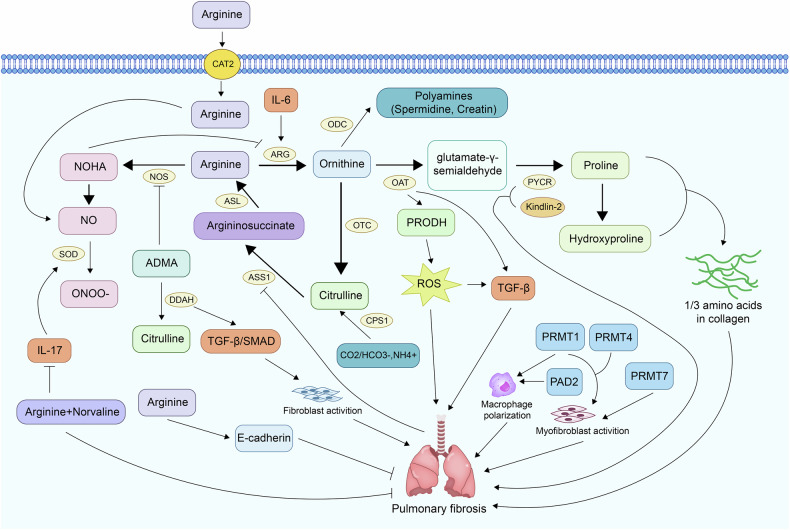 Metabolic dysregulation in pulmonary fibrosis: insights into amino acid contributions and therapeutic potential.